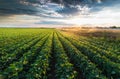 Irrigation system watering a crop of soy beans Royalty Free Stock Photo