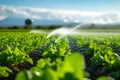 Irrigation system watering green lettuce crops in field, with water sprinklers spraying water in a fine mist, early Royalty Free Stock Photo