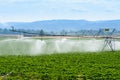 Irrigation system watering sunflower field by a agricultural center pivot sprinkler