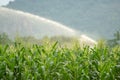 Irrigation system watering young green corn field in the agricultural garden by water springer Royalty Free Stock Photo