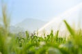 Irrigation system watering young green corn field in the agricultural garden Royalty Free Stock Photo