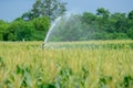 Irrigation system watering young green corn field in the agricultural garden Royalty Free Stock Photo