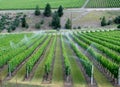 Irrigation system on a wine field Royalty Free Stock Photo
