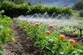 Irrigation systems such as drip irrigation, soaker hoses, and sprinkler placement based on plant types and water requirements Royalty Free Stock Photo