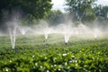 Irrigation systems such as drip irrigation, soaker hoses, and sprinkler placement based on plant types and water requirements Royalty Free Stock Photo