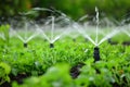 Irrigation systems such as drip irrigation, soaker hoses, and sprinkler placement based on plant types and water requirements Royalty Free Stock Photo