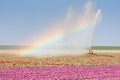 Irrigation of a tulip field with a Rainbow