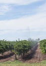 Irrigation of Vineyard with Overhead Sprinklers.