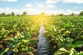 An irrigation water canal passes through the eggplant plantation. Caring for plants, growing food. Agriculture and agribusiness.