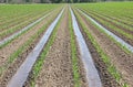 Irrigation of young corn in Agriculture Farming field