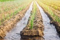 Irrigation of young leek in the field. Growing organic vegetables. Traditional natural watering. Eco-friendly products.