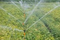 Irrigational system on extensive potato field