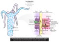 Irritability in Coelenterata Infographic Diagram with example of hydra