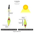 Irritability in Euglenozoa Infographic Diagram example euglena move toward light but it avoid direct sunlight