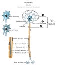 Irritability in Human Infographic Diagram nerve cell structure