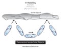 Irritability in Protozoa Infographic Diagram example paramecium avoidance behavior