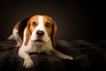 Irritated beagle dog on bed barking demands a treat for posing for photo