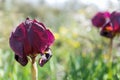 Irus Argaman Reserve in Netanya Royalty Free Stock Photo