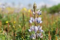 Irus Argaman Reserve in Netanya Royalty Free Stock Photo