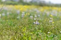 Irus Argaman Reserve in Netanya Royalty Free Stock Photo