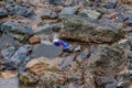 Waste From Aluminium Red Bull Drinks Can being discarded on the beach in Irvine Scotland