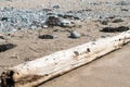 Driftwood on Beach with rocks and sea grass Royalty Free Stock Photo