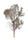Irvingia malayana Oliv. ex A.W.Benn.Isolated on white background. Royalty Free Stock Photo