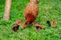 ISA brown chicken surrounded by little chickens, pecking on a grassy field on a farm