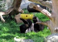 Isabel bear playing with a yellow wooden scroll, Latin Ursus arctos isabellinus or Himalayan bear