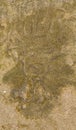 Isabela Puerto Rico sandstone Taino Indian Petroglyphs Royalty Free Stock Photo