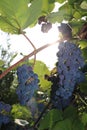 Isabella is an American grape variety