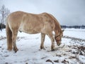 Isabella coloured horses in winter country Royalty Free Stock Photo