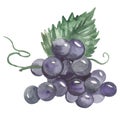 Isabella grape watercolor branch, black grapes for invitation