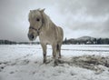 Isabella horse enjoy first snow on field