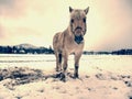 Isabella horse enjoy first snow on field