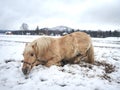 Isabella horse enjoy first snow on field