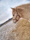 Isabella horse stay on straw area in muddy field