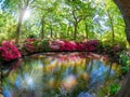 Isabella plantation reflected in a pound in a sunny day