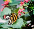 Isabella Tiger Butterfly