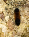 Isabella Tiger Caterpillar