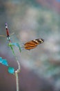 2 Isabella Long-wing Tiger Butterflies on leaf Royalty Free Stock Photo