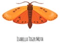 Isabella tiger moth. Ornage winged insect. Wild fauna