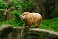 Isabelline bear in zoo Royalty Free Stock Photo
