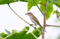 Isabelline shrike