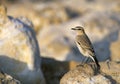Isabelline Wheatear camouflaged Royalty Free Stock Photo