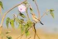 Isabelline wheatear Royalty Free Stock Photo