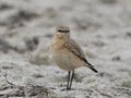 Isabelline wheatear Oenanthe isabellina Royalty Free Stock Photo