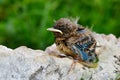 The Isabelline Wheatear juvenile (Oenanthe isabellina) Royalty Free Stock Photo