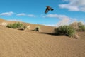 Isabelline Wheatear (Oenanthe isabelline) flying over sand habitats of Karakum Desert Royalty Free Stock Photo