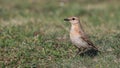 Isabelline Wheatear on Prairie Royalty Free Stock Photo